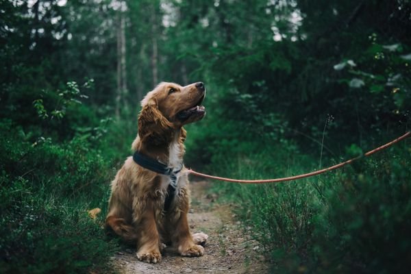 Supporting Pet Joint Comfort in Cold Weather