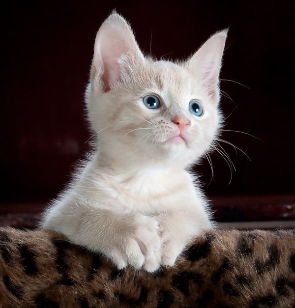 Feline Wellness