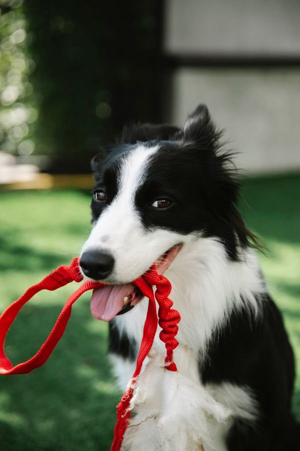 Daily Probiotic & Gut Chew Bites